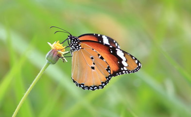 Obraz na płótnie Canvas close up beautiful butterfly in fresh nature