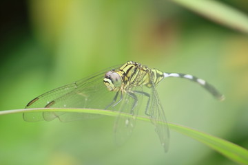 close up beautiful dragonfly in fresh nature