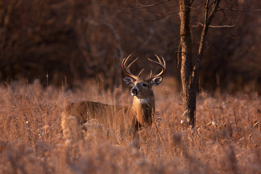 White-tailed buck standing in a meadow during the rut in the early morning autumn light in Ottawa, Canada