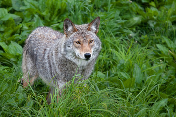 Naklejka na ściany i meble A lone Coyote standing in a grassy green field in springtime in Canada