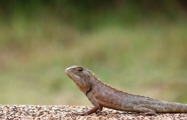 close up the  lizard in fresh nature