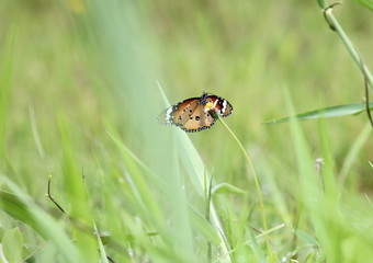 close up beautiful butterfly in fresh nature