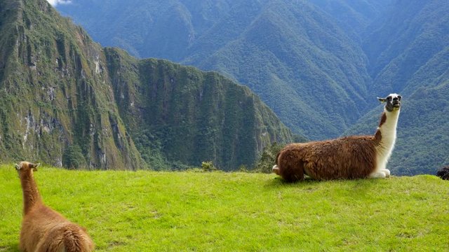 Llama in the top of the Machu Pichu Archieological Lost City of the Inca