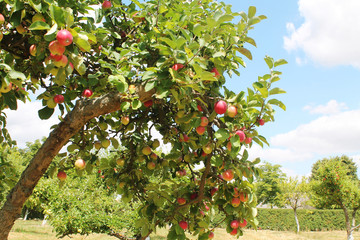 apple trees orchand