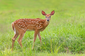 White-tailed deer fawn (Odocoileus virginianus) walking in the forest in Canada