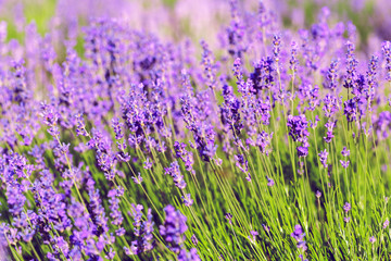 Naklejka premium Lawendowe pole latem