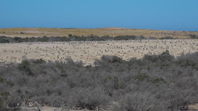 Puerto Madryn Pinguins on the Beach and beautiful landscapes of Argentina