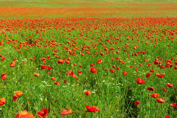red poppy flowers in a field background