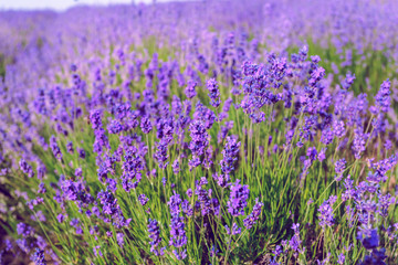 Naklejka premium Lavender Field in the summer