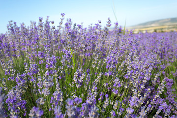 Obraz premium Lavender Field in the summer
