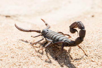 Black scorpion at the namib desert