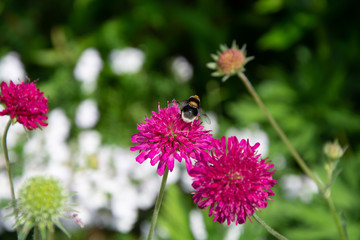 Bees collecting honey from pink and purple flowers, South West Scotland, Uk.