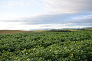 北海道のじゃがいも畑