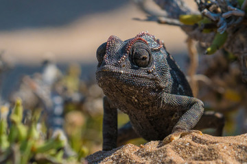 Namaqua chameleon at the namib desert