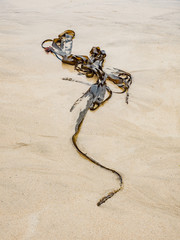 Seaweed on seashore