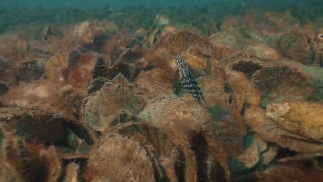 Blue Ringed Octopus Australia