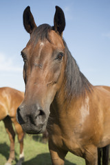 Naklejka premium Horse on the meadow at animal shelter.