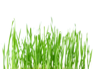 Fototapeta na wymiar Fresh spring green grass with drops of dew, germination of wheat, isolated on white background