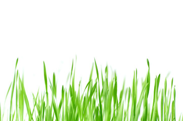 Fototapeta premium Fresh spring green grass with drops of dew, germination of wheat, isolated on white background