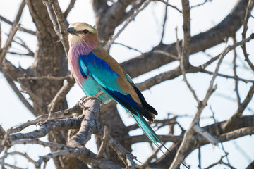 Wonderful colored roller bird in south africa