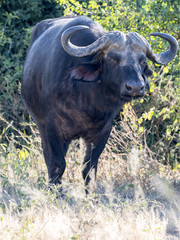 Big buffalo bull, Syncerus c.caffer, Chobe National Park, Botswana