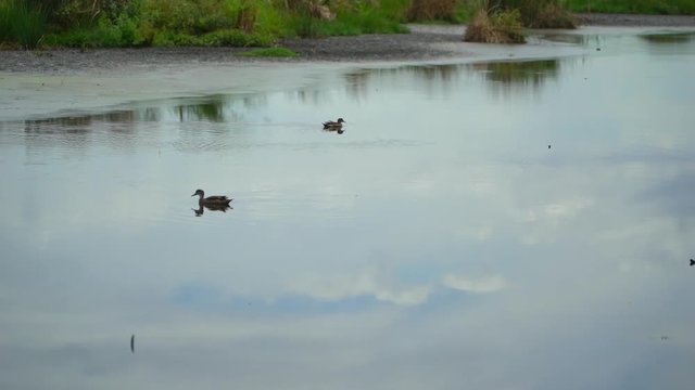 Ducks swimming in the lake of Australia near Perth