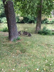 Canadian geese next to lake