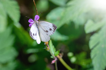 Großer Kohlweißling (Pieris brassicae)