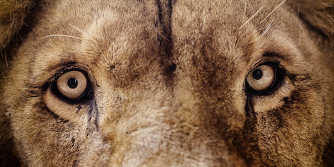Löwe © Paul