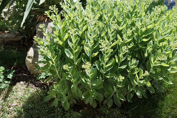 Obraz premium green plants in the garden