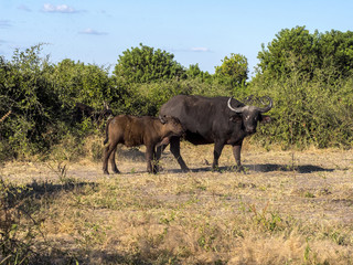 Naklejka na ściany i meble African Buffalo, Syncerus c.caffer, Chobe National Park, Botswana