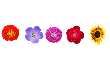 Collection wild and garden flowers isolated on white, top view