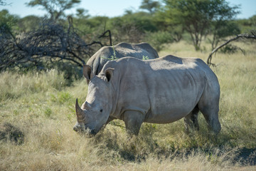 Rhino at the africa landscape