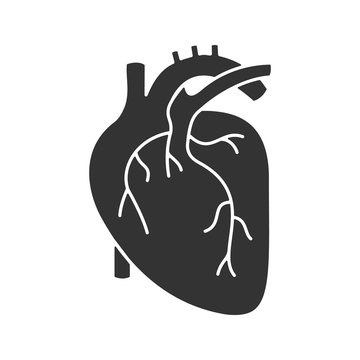 Human heart anatomy glyph icon