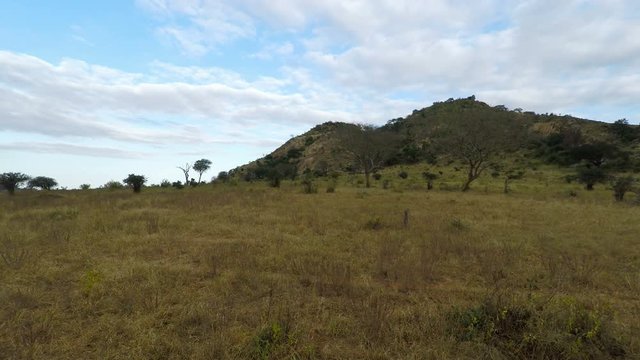 green savanna in kenya