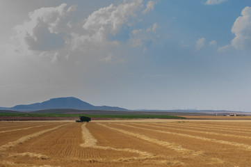 machine harvesting wheat field, picking up the grain and making straw