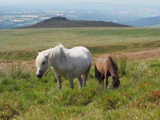 Obraz premium Wild ponies overlooking Brat Tor and Widgery Cross, Dartmoor National Park, Devon, UK