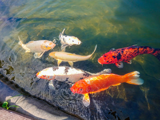 Ornamental fish swim in the city pond. Summer day.
