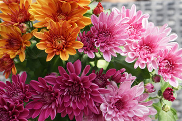 Dahlia flowers