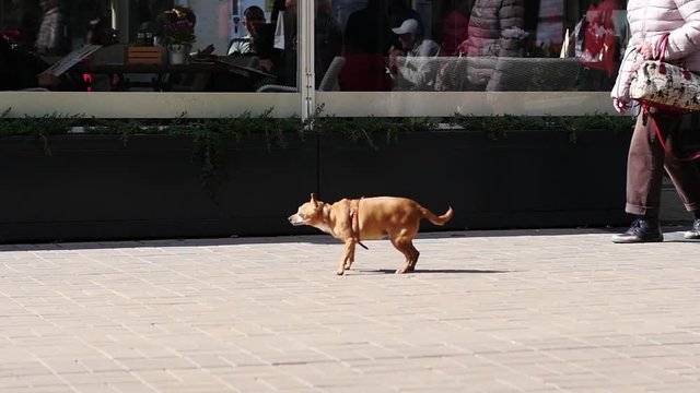 Walking with a little pet dog on a street