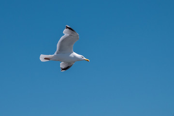 seagull 5