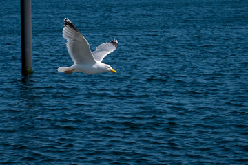 seagull 5