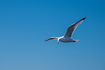 Fototapeta na wymiar seagull 5