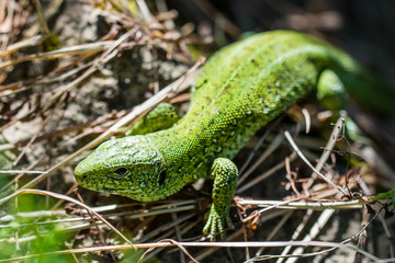 Male Lacerta Agilis Sand Lizard Reptile Animal Macro Close-up