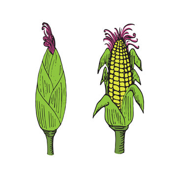 Corn plant with ear closed and open with corns, hand drawn doodle, drawing, sketch, vector color illustration