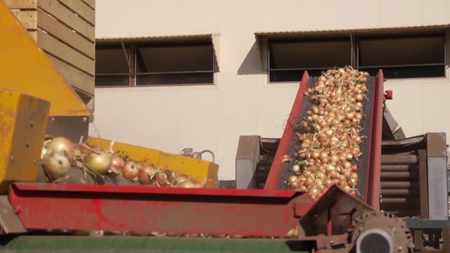 Onion transportation conveyor - food vegetables storage processing