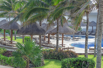 Coconut trees near swimming pool. Green, palm