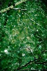 raindrops on a branch
