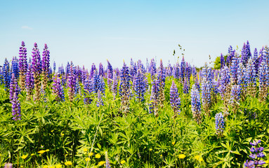 Stunning fresh flowers and blue sky.