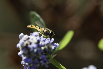 'Hover fly on blue flowers'